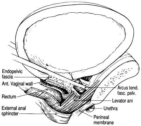Schema of endopelvic structures in the female